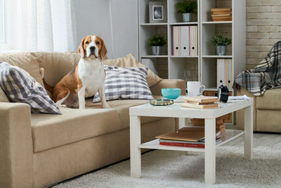 Creating a Pet-Friendly Living Room: Tips and Tricks for a Harmonious Space